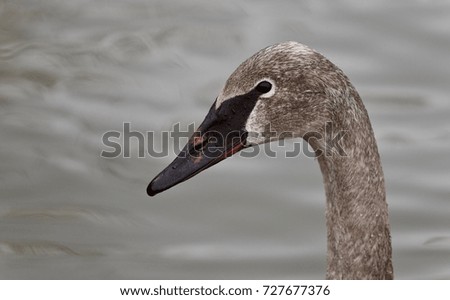 Background with a trumpeter swan swimming in lake