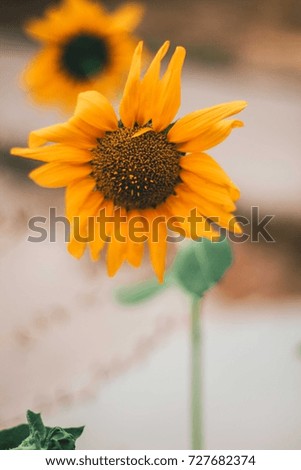 beautiful and isolated shots of flowers