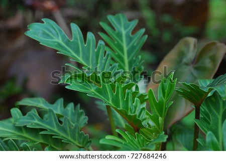 Xanadu is a green leafy ornamental plant. The groove along the leaves. Royalty-Free Stock Photo #727684246