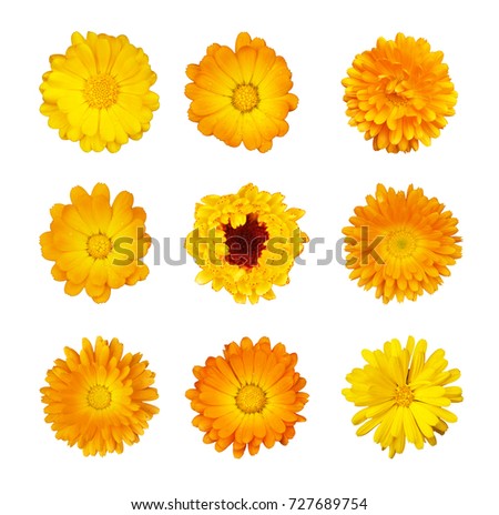 Collection of yellow and orange flowers of marigold medicinal isolated on white background. Calendula officinalis, daisy Asteraceae. Culinary and medicinal herbs. Calendula are sacred flowers in India