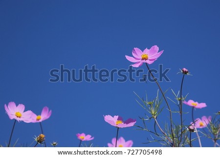 Cosmos dancing in the blue sky