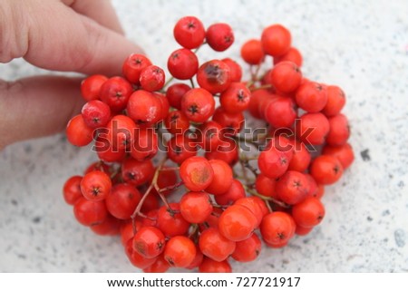 Rowan berries on the white asphalt 
