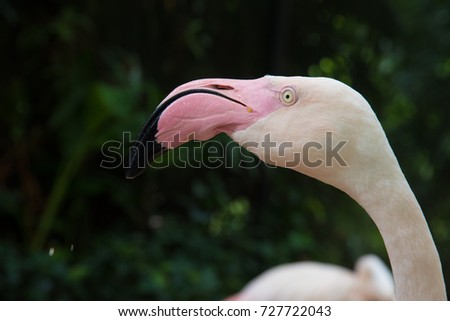 Close up of Flamingo bird head standing resting  in shallow pond