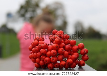 Rowan berries on the metal