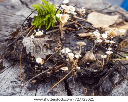 Siberian forest mushroom