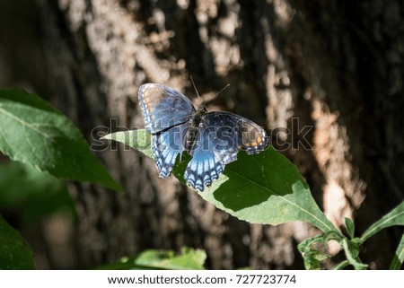 Beautiful Blue Butterfly on Leaf
