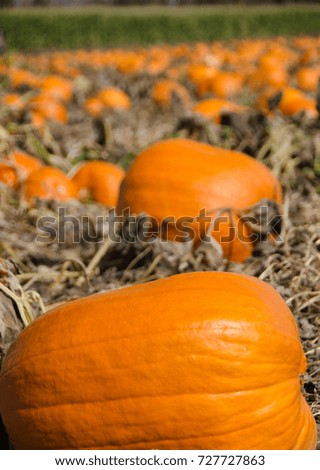Halloween Pumpkin Patch