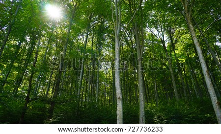 Romania Forest