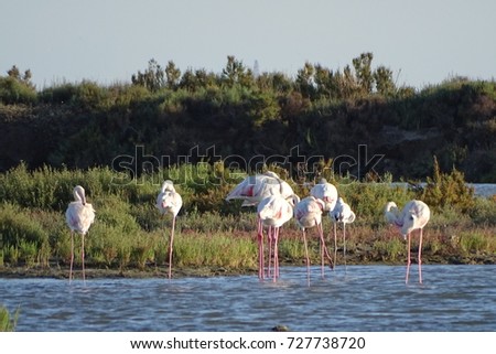 beautiful flamingo group in the water in Delta del Ebro, Catalonia, wildlife in summer