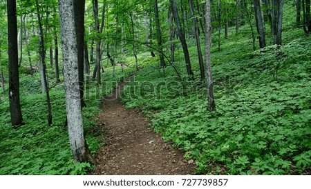 A path in the forest.