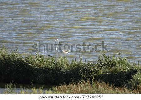 isolated flamingo in the water from Delta del Ebro natural park from Catalonia