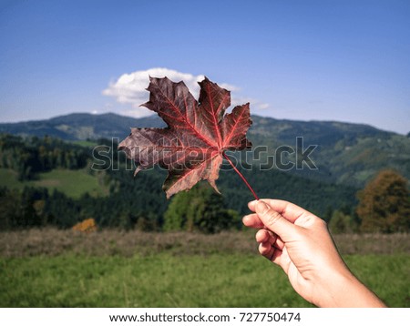 Autumn maple leaf with mountains in the background