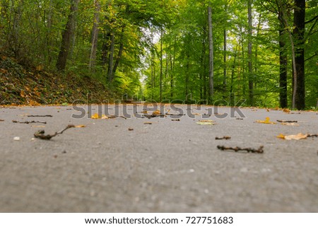 asphalt in green forest