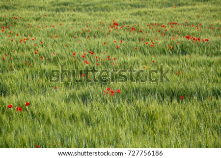 Red poppy flower in green wheat field. Wheat spikes and beautiful blossoming poppie. A lone red poppy in a field of green wheat