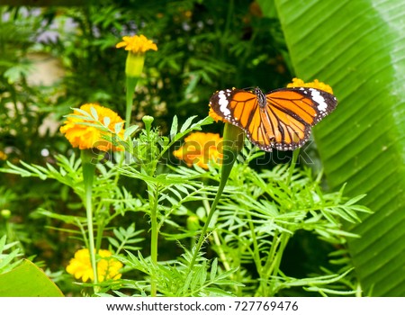 Beautiful butterfly on the yellow flower,marigold with sunlight,flower for the King Rama 9 in the garden home at the countryside.