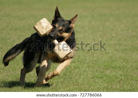 Utilities and defense dog Royalty-Free Stock Photo #727786066