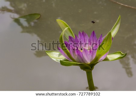 Beautiful lotus in the pool. / Bee with lotus. / Pink lotus flower on the pond. / Water lily lotus flower.