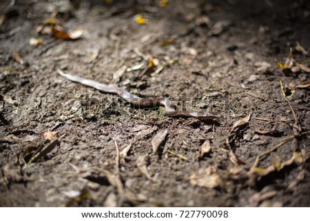 Close-up of viper in outdoor (vipera berus)