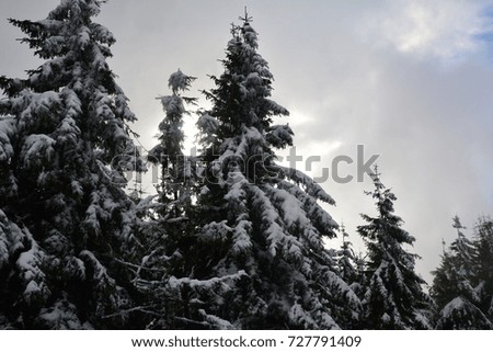 Jeseniky - First snow, Czech Republic, Europe