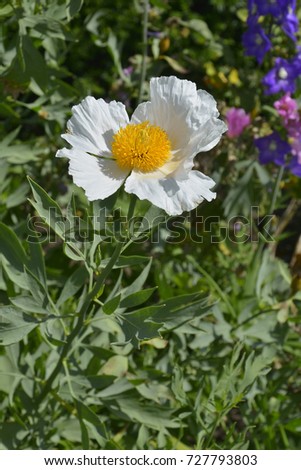 A close up of the Californian Tree Poppy Romneya coulteri 'White Cloud'