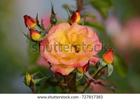 Roses and buds
