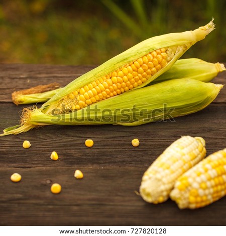 Corn corn on wooden texture.Copyspace. Harvest.