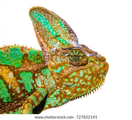 chameleon photo close-up isolated on the white