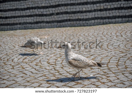 Single seagull in the street as a background