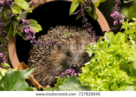 Hedgehog, wild, native European Hedgehog (Erinaceus europaeus) in colourful herb garden, sat inside a clay drainage pipe covered in wild thyme and herbs.  Facing forward. Space for copy.  Horizontal. 