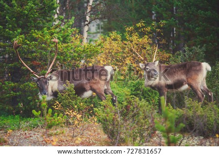 Group herd of caribou reindeers pasturing in Northern Finland near Norway border, Lapland