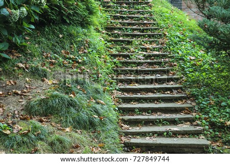 stone staircase in the woods