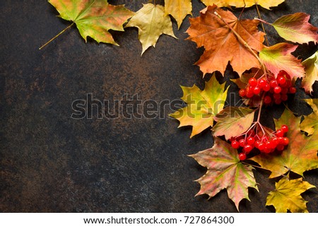 Autumn background with autumn maple branches with red and orange leaves and berries on rusty stone or slate background. Top view with copy space. Autumn motive.
