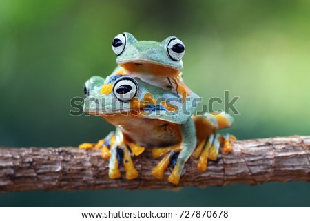 Tree frog, flying frog sitting on branch