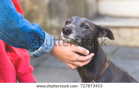 Female Hand Petting a Dog A, Shallow Depth of Field Split Toning Horizontal Photography