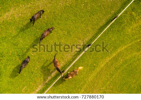 Aerial view of grazing horses on a meadow. Beautiful countryside scenery with horses from above. Background or texture concept.