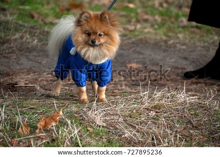 Portrait of cute German pomeranian Spitz dog in the blue sweater  is walking on the park with owner. Selective focus,backlit
