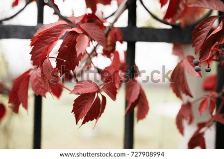red autumn leaves on the old fence. the plants in the autumn city Park. closeup