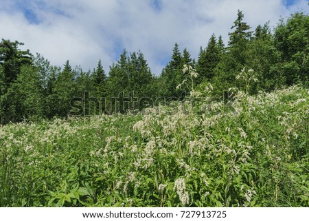 Mountain rocks and slopes of the Southern Urals. Alpine meadows in the national Park Taganay
