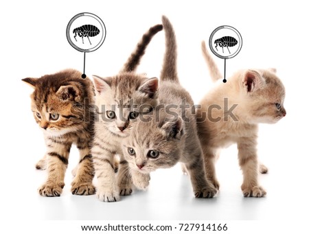 Kittens infested with fleas on white background