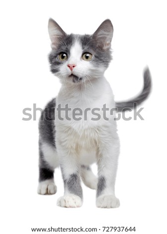 Seriously looking kitten of grey and white color isolated on white 