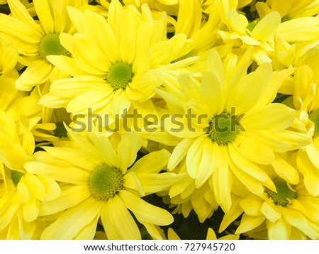 Beautiful yellow gerbera flowers as background picture for graphic designer. flowers wallpaper, flowers in autumn. Barberton Daisy.