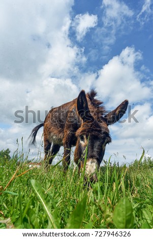 Donkey grazing in field day