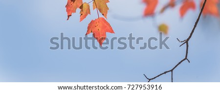 Close-up vibrant leaves changing color during fall season in Mesa, Arkansas, USA. Natural backlit light, soft, selective focus with bokeh. Colorful autumn foliage again blue sky background. Panorama.