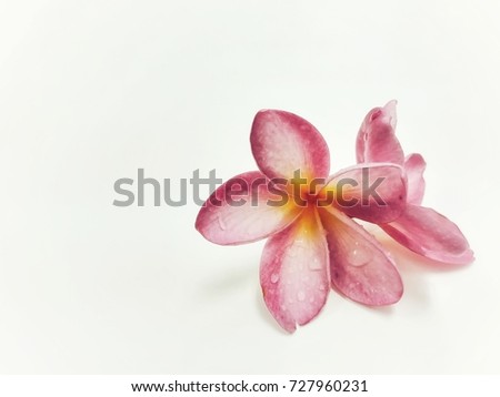 Pink fagipani isolate on pale background