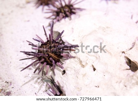 Sea urchin in a sand box, purple tones