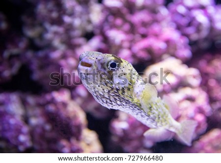 A blow fish swimming 