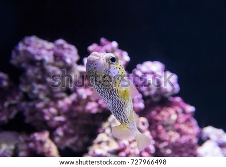 Blow fish swimming in a pink and purple background