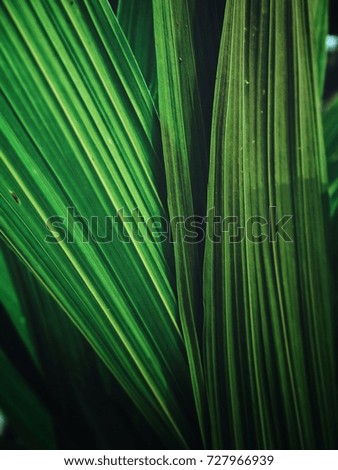 Palms leaves background