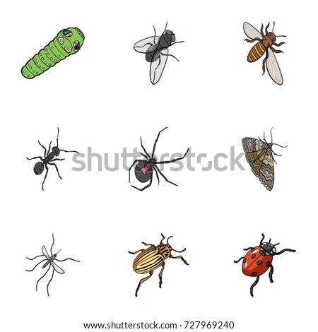 Beetle, wasp, bee, ant, fly, spider, mosquito and other insect species. Various insects set collection icons in cartoon style vector symbol stock isometric illustration web.