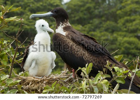 Female frigate bird with a cub Witness the majestic beauty of a female frigate bird nurturing her adorable cub,a sight that will leave you in awe.
